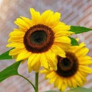 Meet your Posher, Naomi